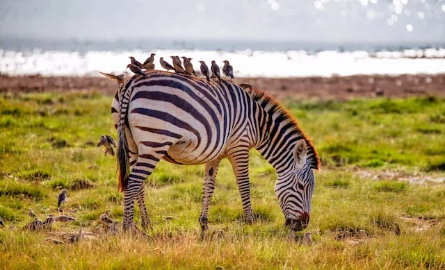 Image of Amboseli. Image by MARIOLA GROBELSKA from unsplash.com